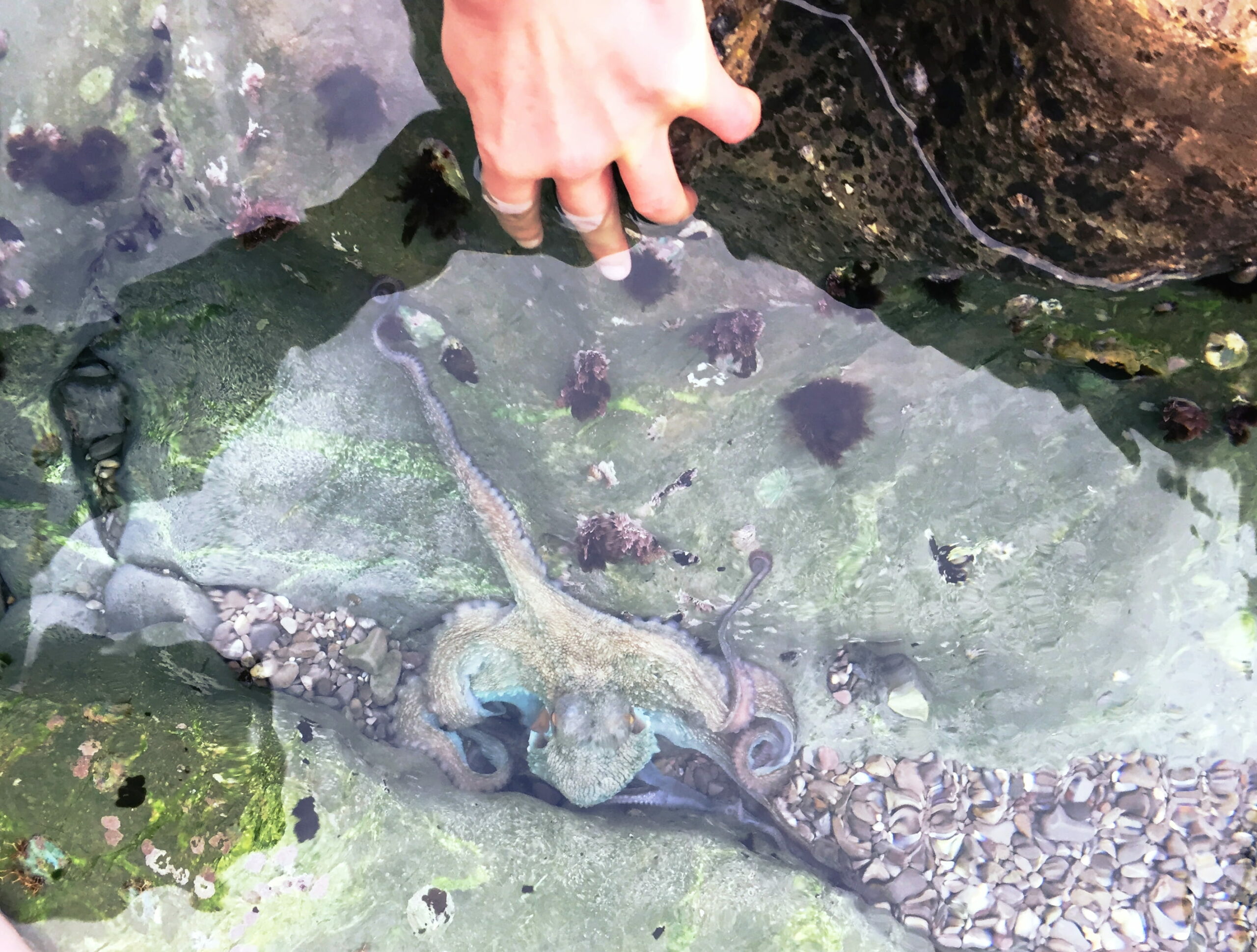 Meeting an Octopus