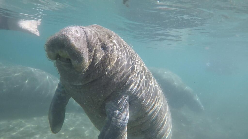 10 Swim w Manatees