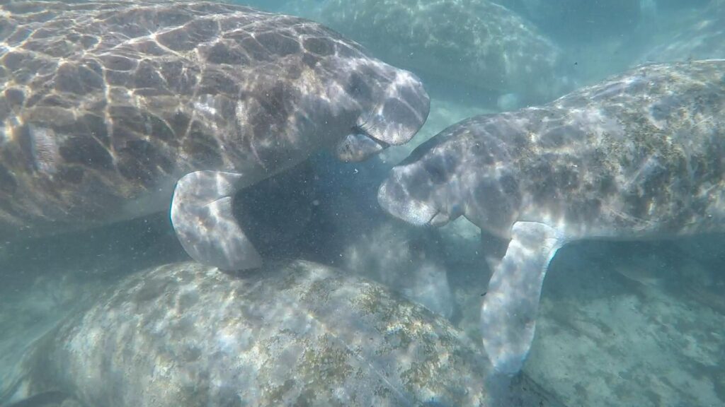 14 swim with manatees