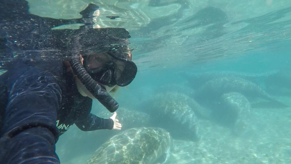 16 Snorkel with Manatees