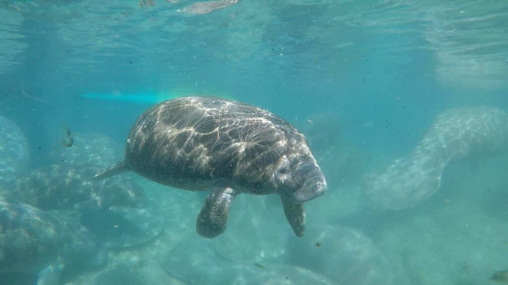 18 swim with Manatees