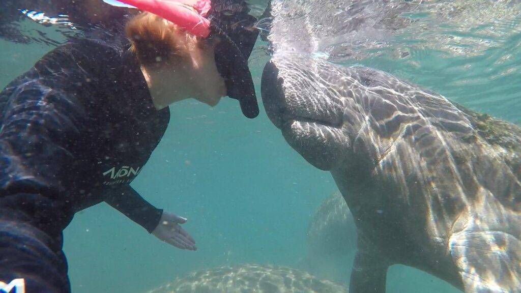20 swim with manatees