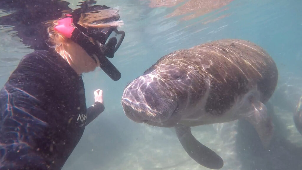 Swim with manatees