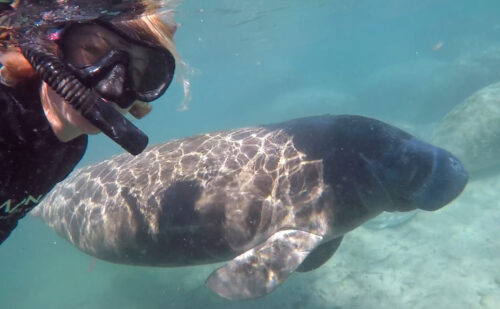 How to Swim with Manatees—without a Tour!